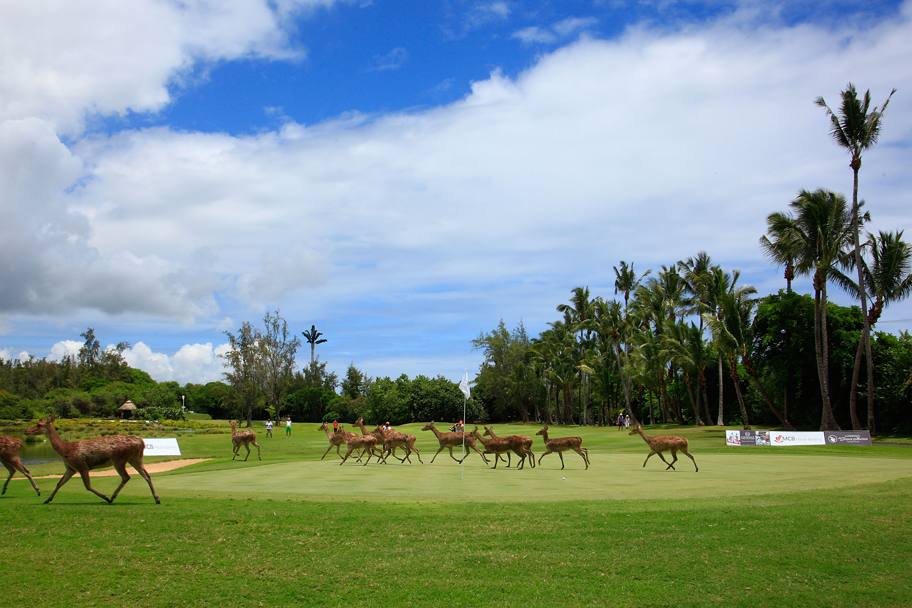 Non si tratta di un green dolomitico, ma di un campo posto a Poste de Flacq, Mauritius: insalutati ospiti, un branco di cervi. Getty Images